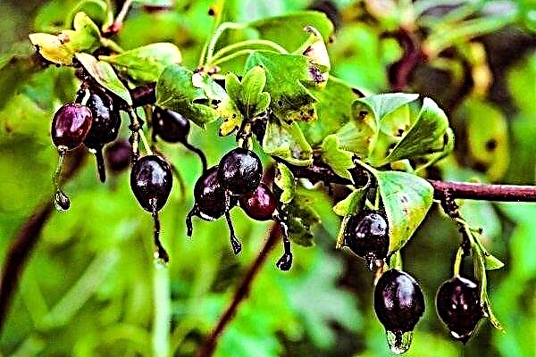 Golden currant: features, varieties and nuances of cultivation