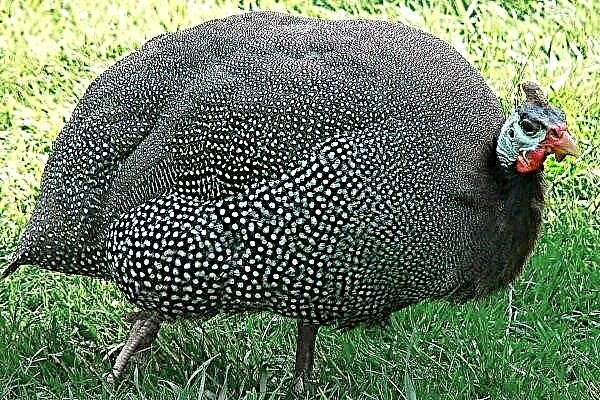 Description of broiler guinea fowl: features of appearance and content rules