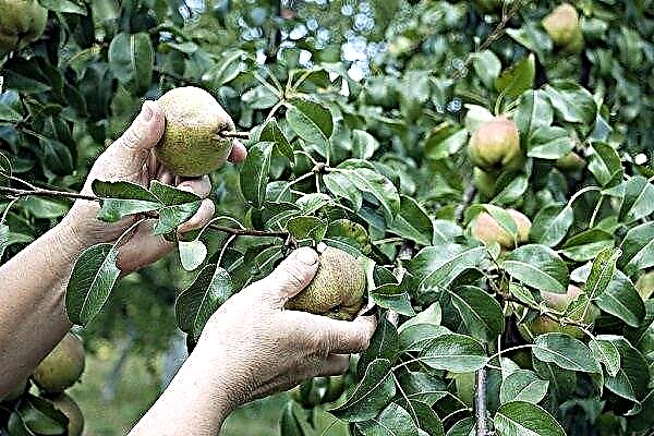 Rules and features of pear pruning