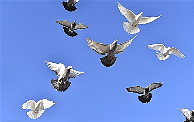 Rasy gołębi bojowych