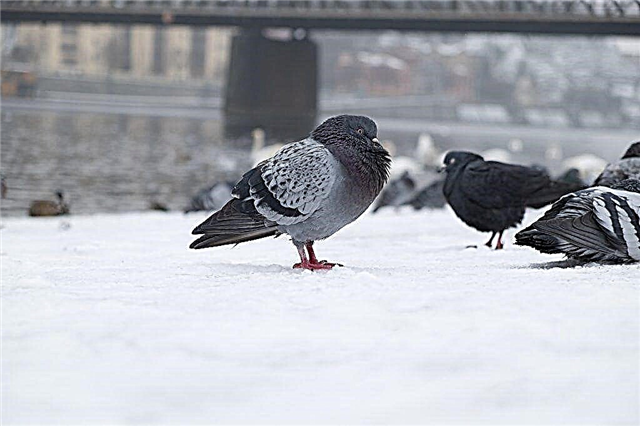Features of wild pigeons