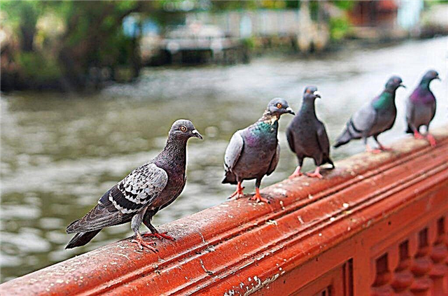Common diseases of pigeons and methods of their treatment