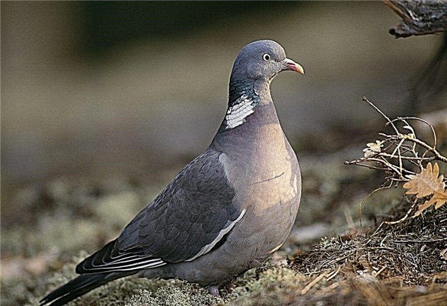 Popular breeds of pigeons
