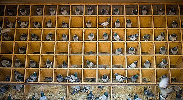 Cómo mantener y criar adecuadamente las palomas domésticas