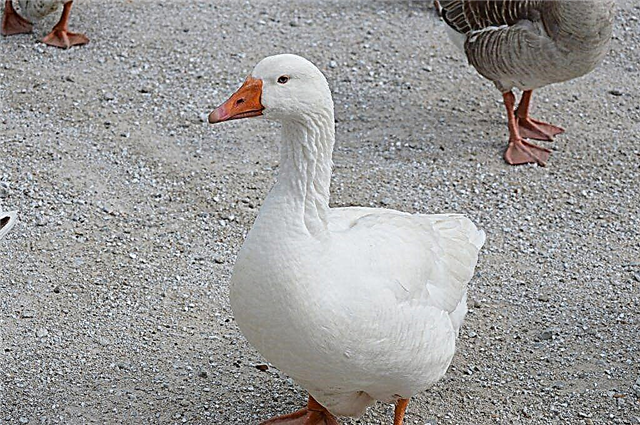 Governor Goose Characterization
