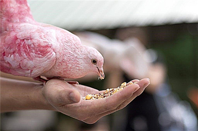 Rare bird pink dove
