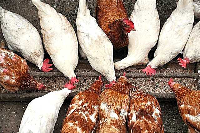 Kako napraviti svoj vlastiti hranilica za piletinu