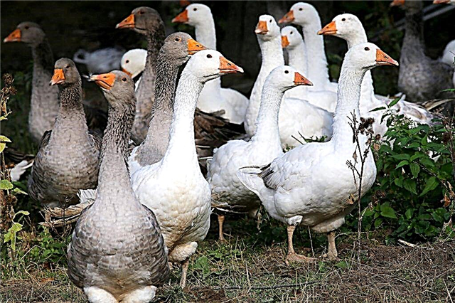 La rentabilidad de la cría de gansos como negocio