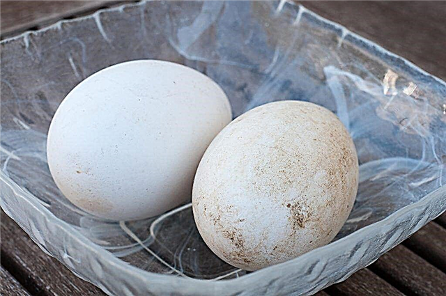 The benefits of goose eggs