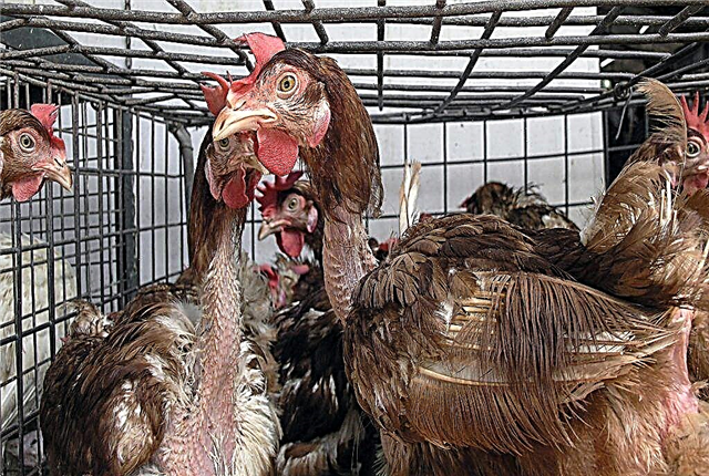 Årsager til fjer i kyllinger og behandlingsmetoder