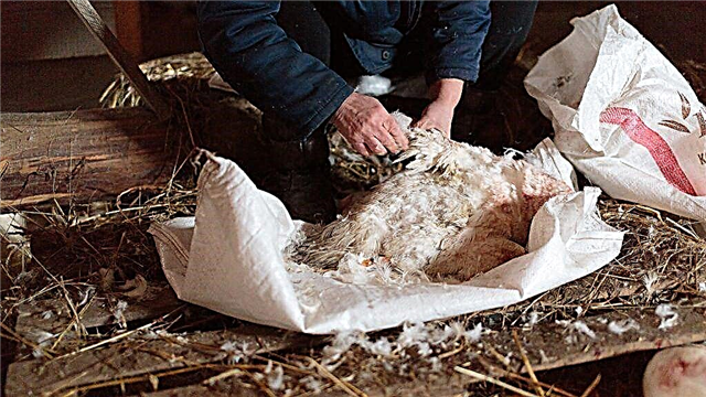 Comment cueillir rapidement une oie vivante ou morte à la maison