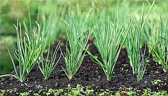 How to use ammonia to water onions