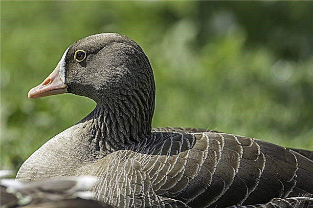 Description of a white-fronted goose