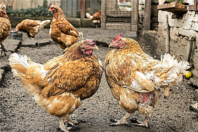 Why chickens and roosters peck each other until blood