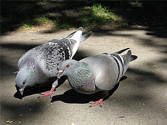 Detection and treatment of smallpox in pigeons