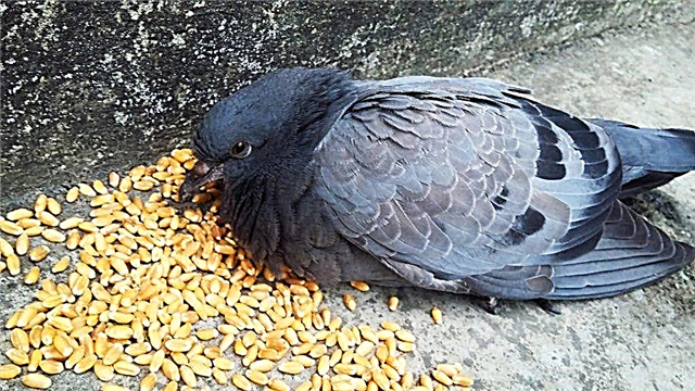What can pigeons eat and what foods need to be vetoed