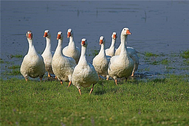 Characteristics of Hungarian geese