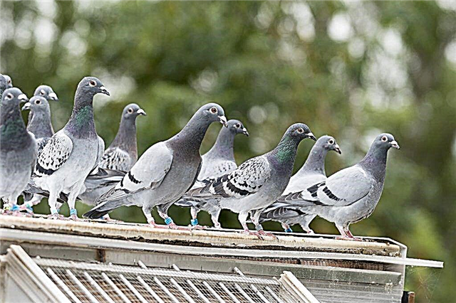Wild and domestic pigeons