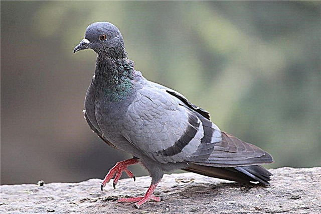 Causes of salmonellosis in pigeons