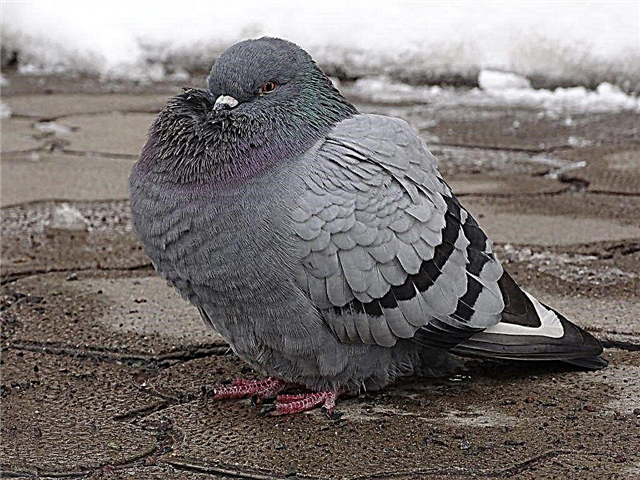 The use of Lozeval for pigeons