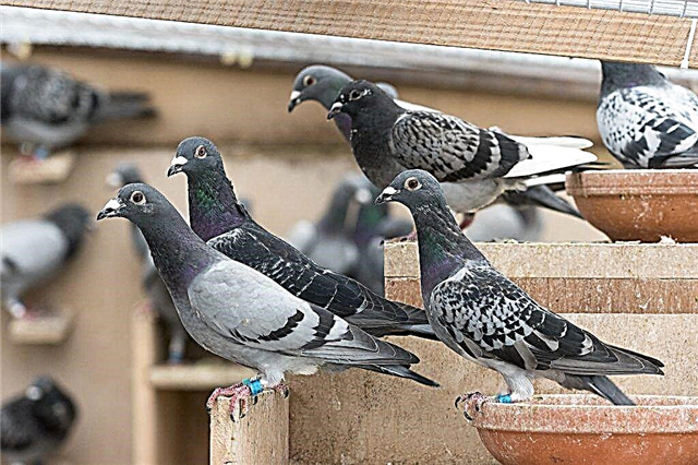 Medicines and vitamins for pigeons