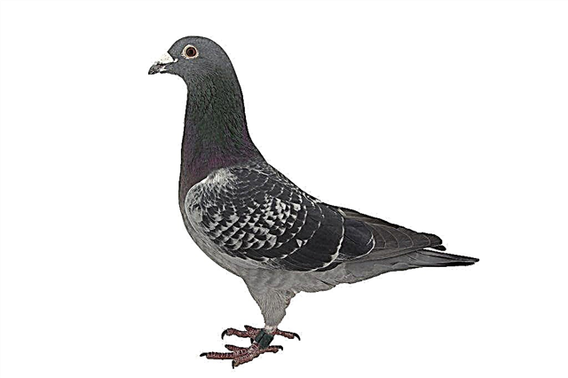 Correct maintenance of sports pigeons