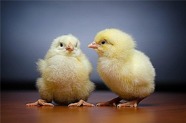 Što učiniti ako piletina ima začepljen golub