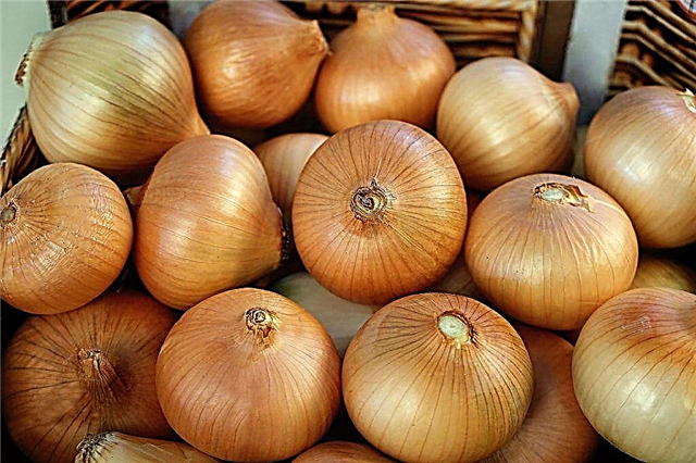 Description of the variety Bessonovsky onion