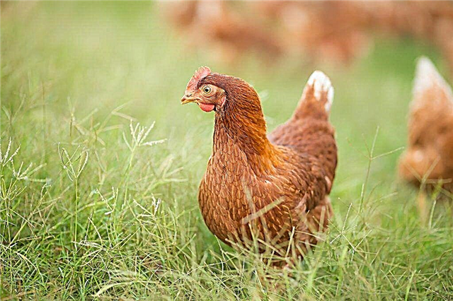 Methods and drugs for the treatment of diarrhea in laying hens