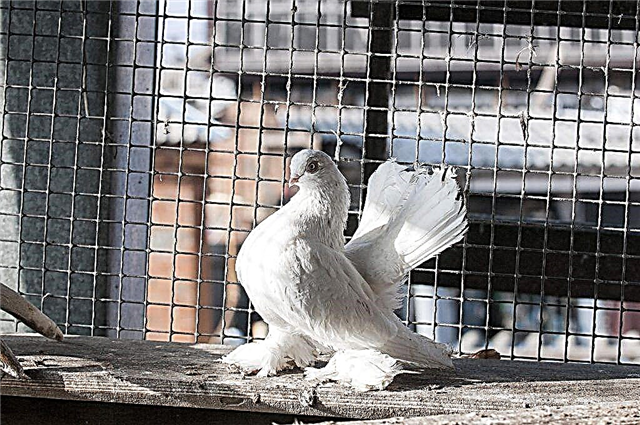 ¿Qué son interesantes sobre las palomas Kasana?