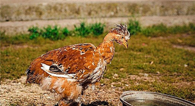 Comment se débarrasser des poux chez les poulets