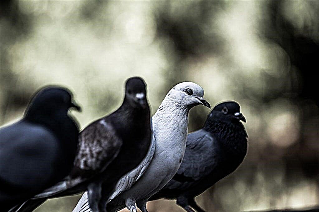 Volks voortekenen over duiven