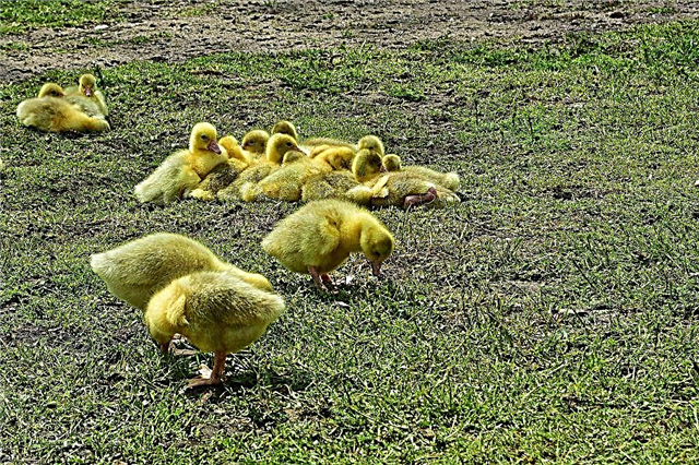 How to treat goslings that fall to their feet