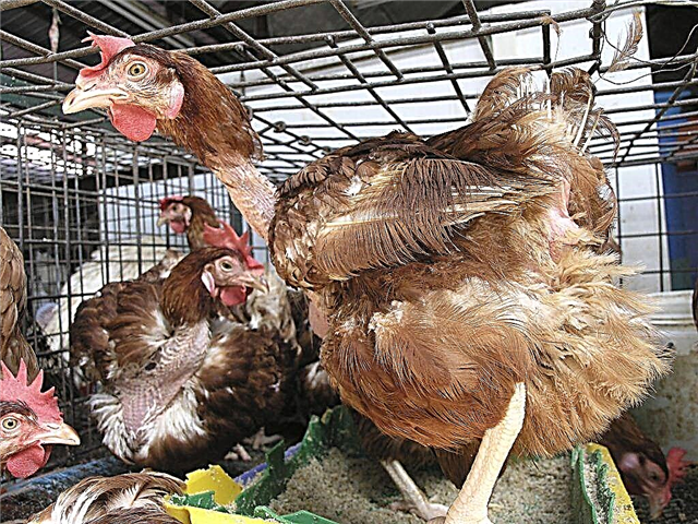 Como se livrar das penas de galinha