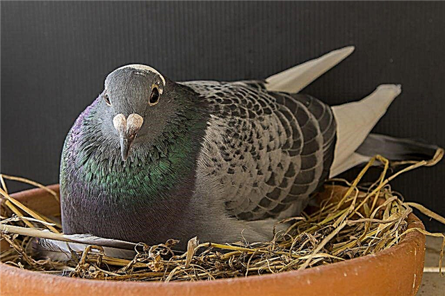 Comment se reproduisent les pigeons