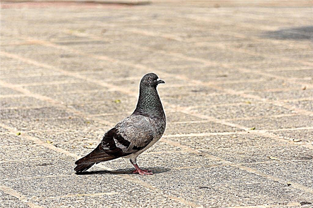 Why do all pigeons nod their heads when walking
