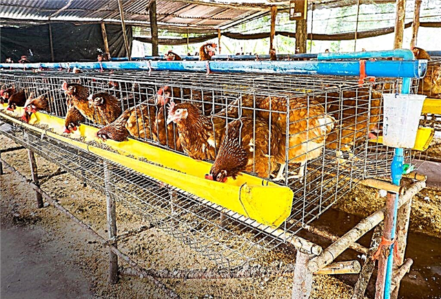 Recommendations for keeping laying hens in cages