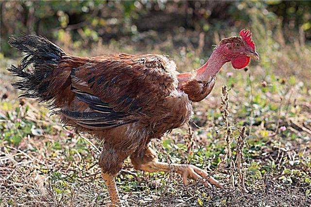 سلالة الدجاج الاسبانية Golosheyka