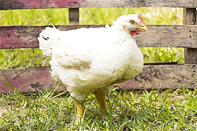 Tabla de aumento de peso y descripción de pollos de engorde ROSS 308