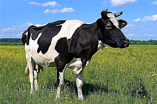 Kako i kako liječiti proljev kod krava