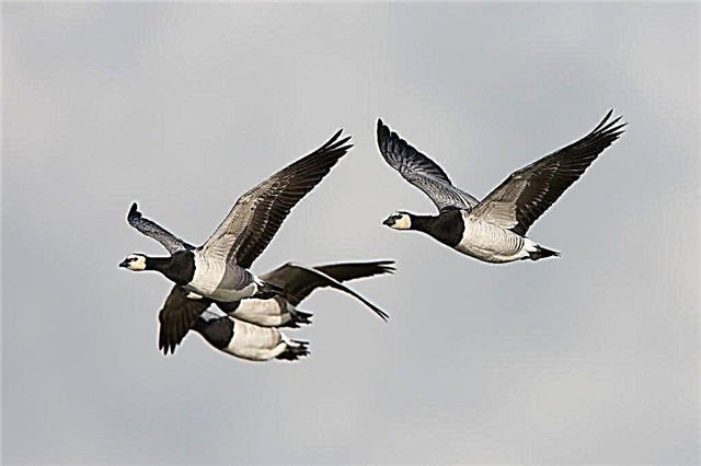 Characteristics of the Barnacle Goose