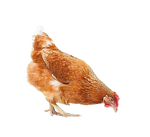 Hybrid breed Redbro chickens