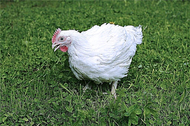 Description et caractéristiques des poulets de chair de la race COBB 700