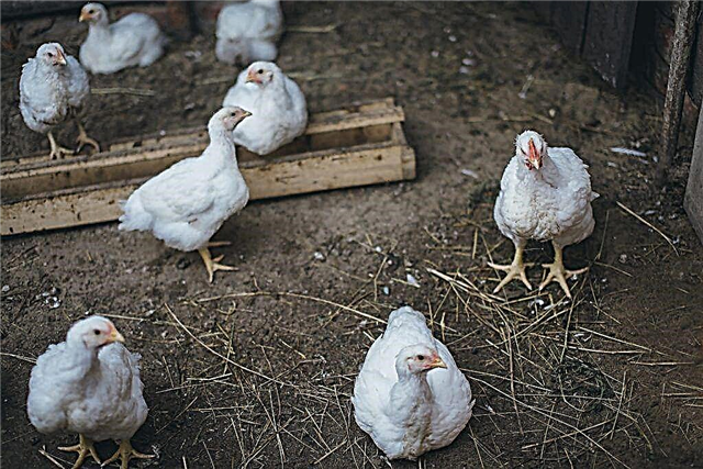 Πώς να επιλέξετε το καθεστώς θερμοκρασίας για τα κοτόπουλα κρεατοπαραγωγής λαμβάνοντας υπόψη την ηλικία τους