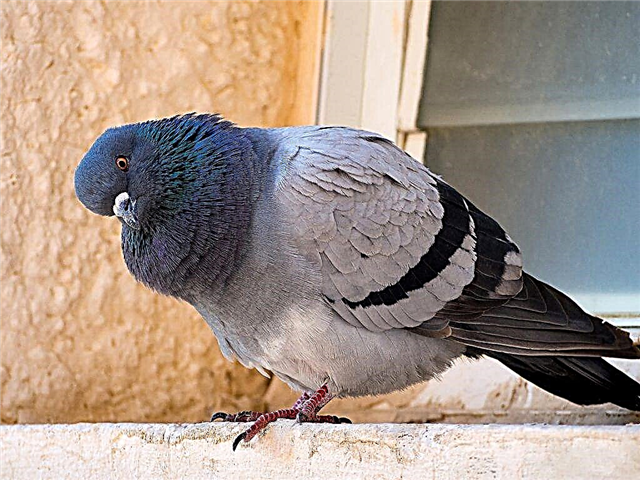 Comment se débarrasser rapidement des pigeons sur le balcon