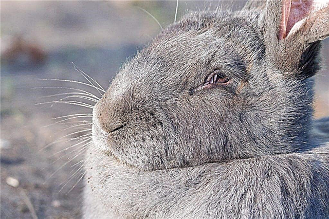 Characteristics of the Belgian Flandre rabbit