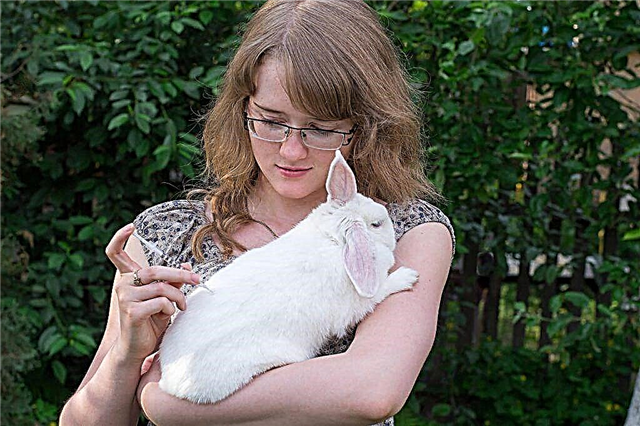 Jak szczepić króliki ozdobne