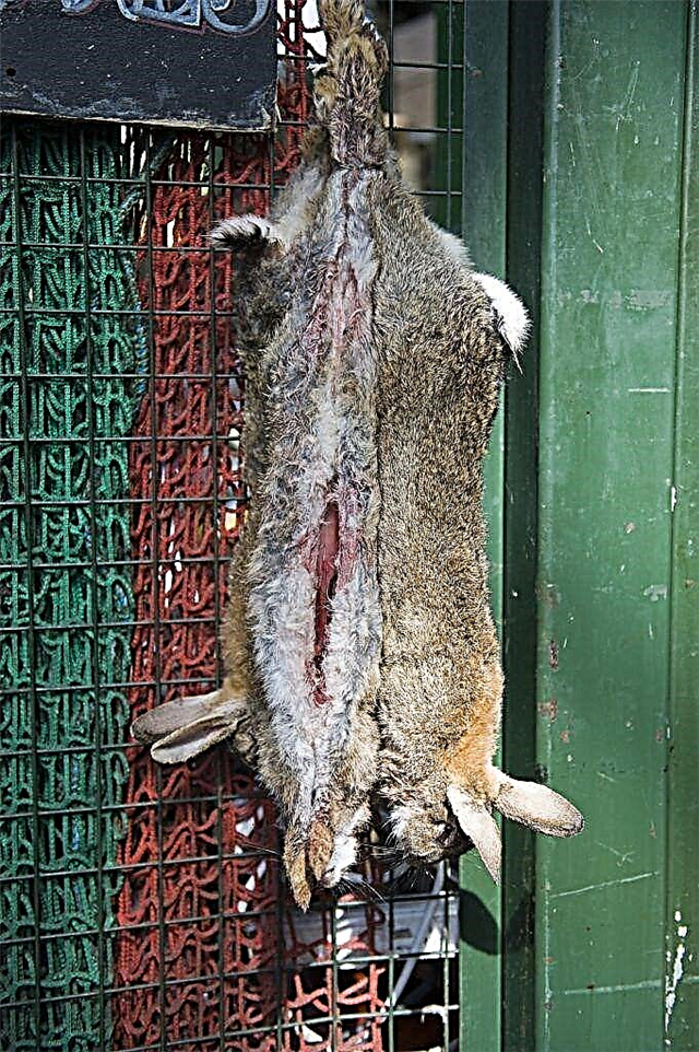 Como abater e matar coelhos adequadamente em casa