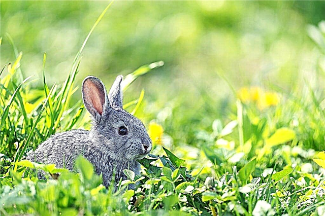 Tavşanlarda solucanlar nasıl tedavi edilir