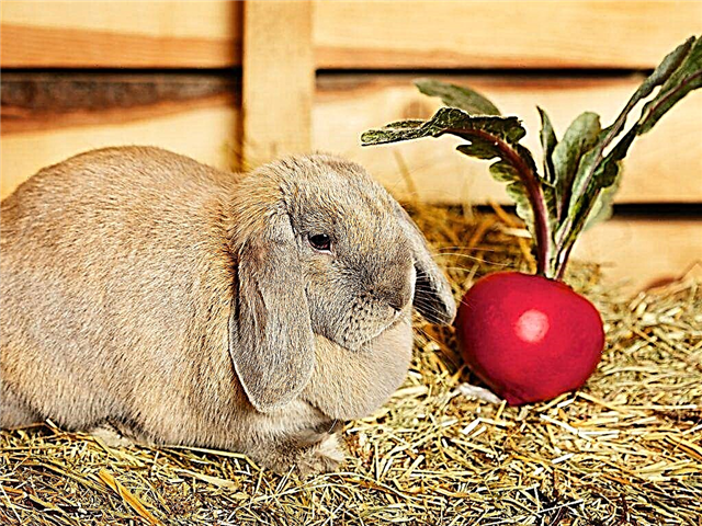 Hoe bieten en toppen van konijnen in het dieet van konijnen te introduceren
